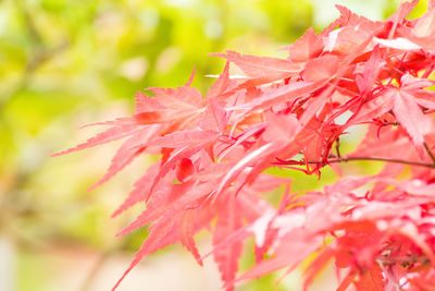 Close-up of red leaves on plant