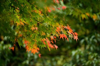 Close-up of maple tree during autumn