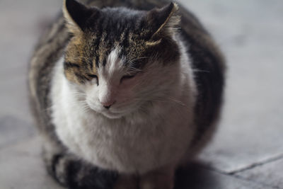 Close-up of cat
