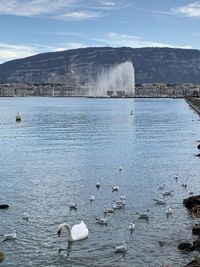 Swans swimming in lake against sky