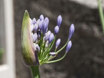 Close-up of flower against blurred background