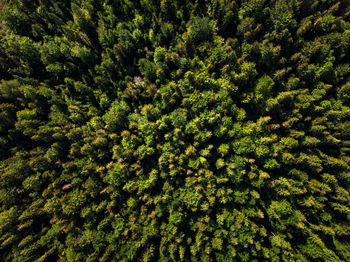 High angle view of pine tree