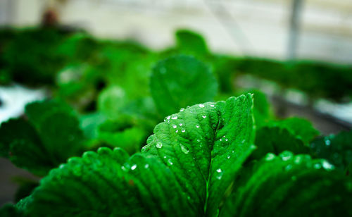 Close-up of wet plant leaves during rainy season