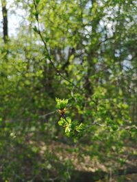 Close-up of flowering plant against trees