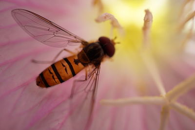 Close-up of insect on flower