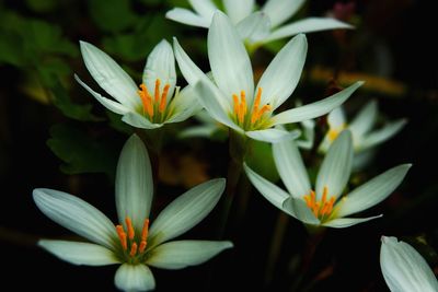 Close-up of flowers