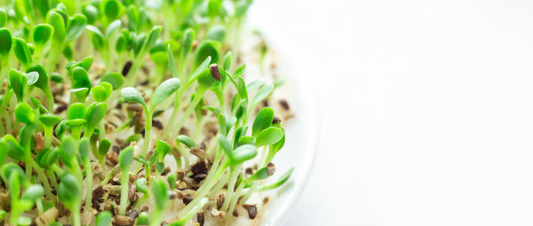 Close-up of plant against white background