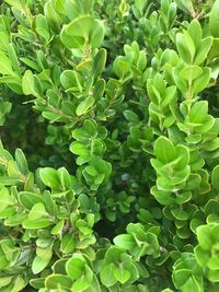 Close-up of fresh green plants