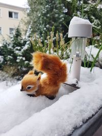 Close-up of squirrel on snow