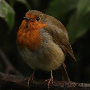 Close-up of bird perching on branch