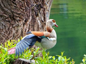 Close-up of duck in lake