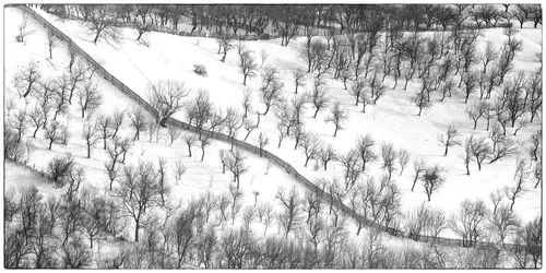 Bare trees in forest during winter