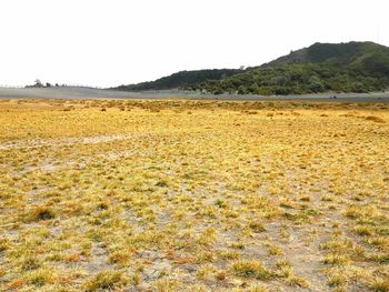 Scenic view of field against clear sky