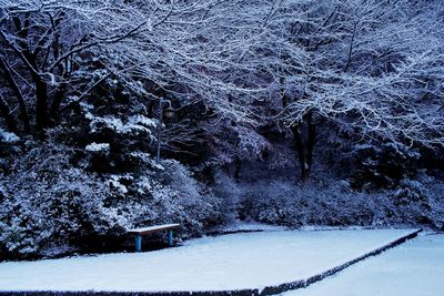 Close-up of frozen trees in forest
