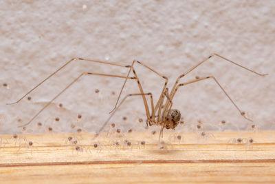 Close-up of spider