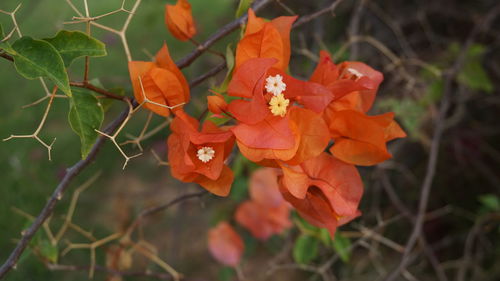 Close-up of orange plant