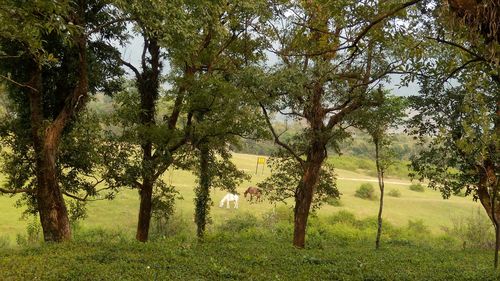 Trees on field in forest