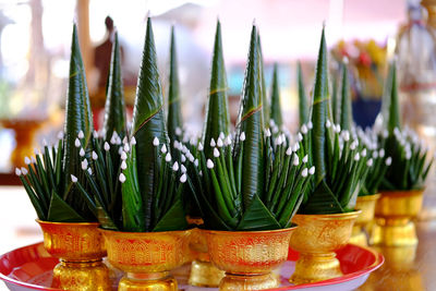 Close-up of potted plants