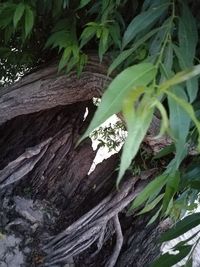 Close-up of leaves on tree trunk