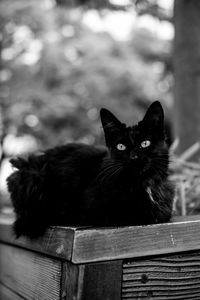 Portrait of cat relaxing on wood