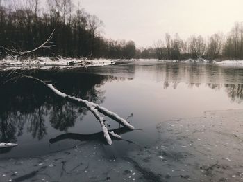 Reflection of trees in water