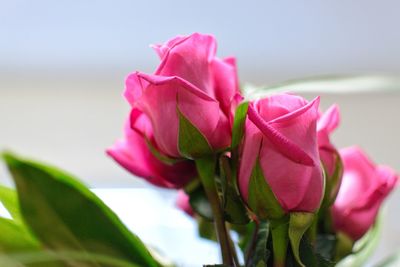 Close-up of pink flower blooming against sky