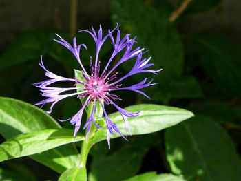Close-up of purple flower blooming