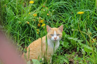 Portrait of a cat on field