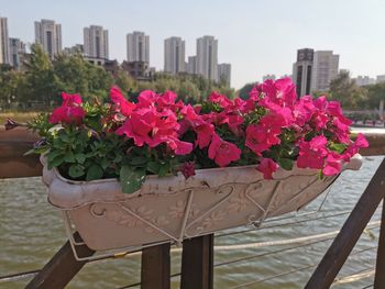 Close-up of pink flowering plant in city