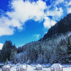 Snow covered trees against sky