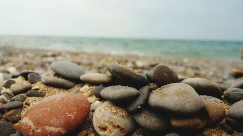 Close-up of shells on beach against sky