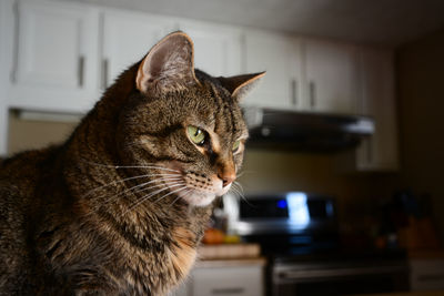 Close-up of a cat looking away at home