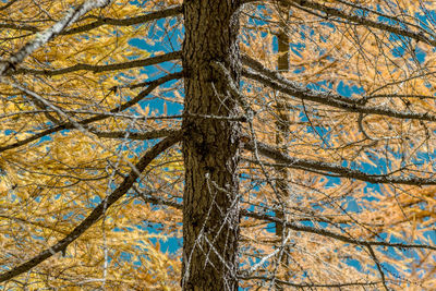 Low angle view of trees in forest during autumn