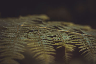 Full frame shot of wood