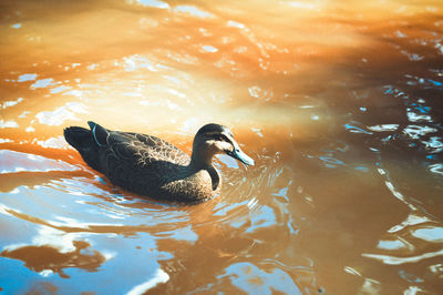 Duck swimming in a lake