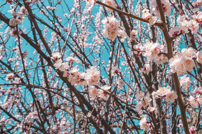 Low angle view of cherry blossoms in spring