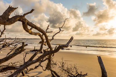 Bare tree at beach against sky