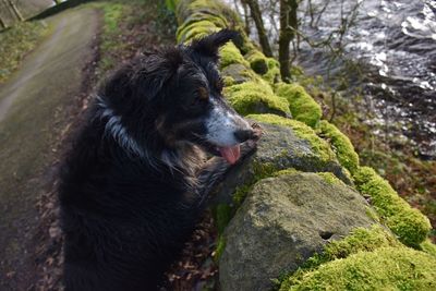 Portrait of dog by a mossy wall and lake