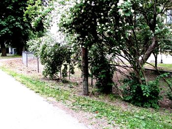 Trees growing on field