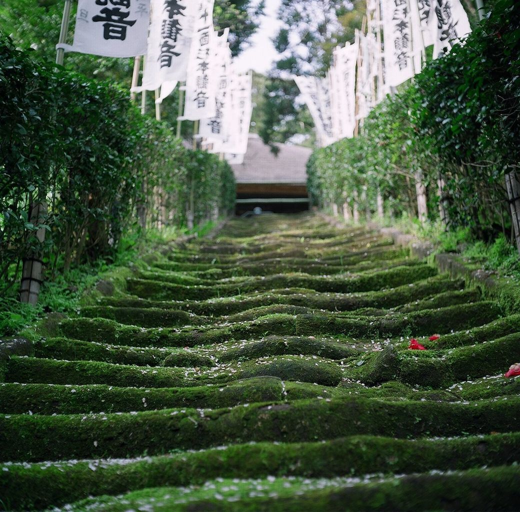 green color, building exterior, architecture, tree, built structure, growth, grass, plant, nature, formal garden, day, outdoors, green, field, house, lush foliage, tranquility, no people, beauty in nature, hedge