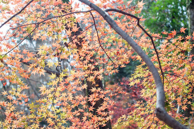 Trees growing in forest during autumn