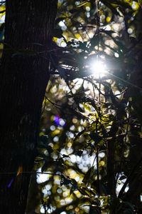 Low angle view of sunlight streaming through tree