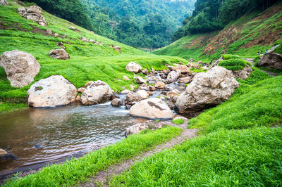 Scenic view of river amidst green landscape