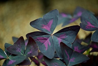 Close-up of fresh pink flowers