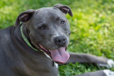 Pitbull female puppy is watching you with her tongue out on a hot day