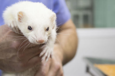 Close-up of man holding white cat