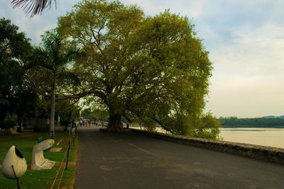 Trees in park against sky