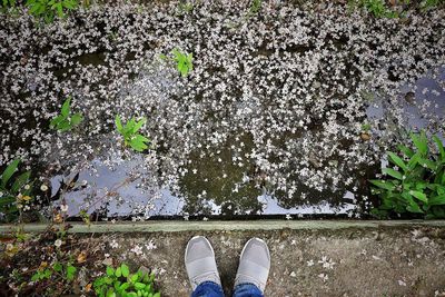 Low section of person standing by plants