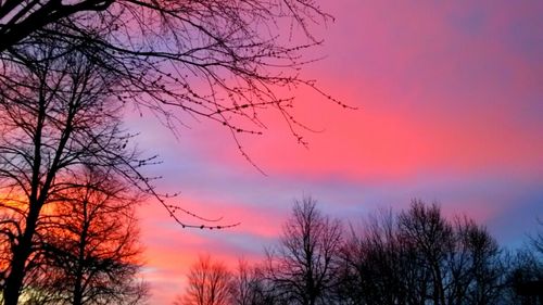 Silhouette of bare tree at sunset