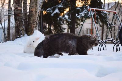 Sheep on snow covered trees during winter